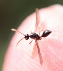 Myrmecina graminicola