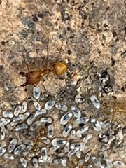 Pheidole fallax