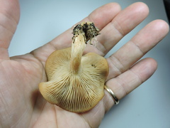 Clitocybe albirhiza