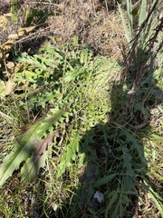 Cirsium horridulum