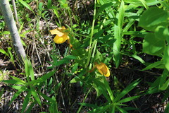 Cypripedium parviflorum pubescens