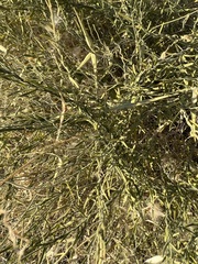 Funastrum hirtellum