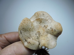 Clitocybe albirhiza