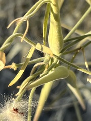 Funastrum hirtellum