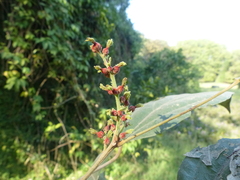 Mallotus philippensis