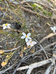 Coreocarpus parthenioides parthenioides