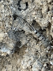 Meinertellidae