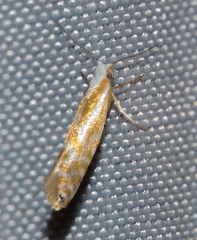 Argyresthia canadensis