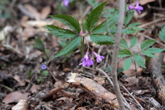 Cardamine glanduligera