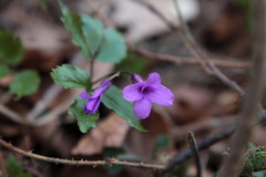 Cardamine glanduligera