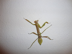 Stagmatoptera femoralis