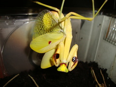 Stagmatoptera femoralis