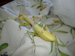 Stagmatoptera femoralis