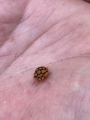 Steganocerus