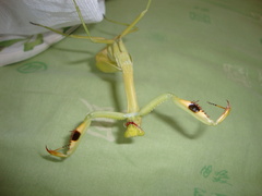 Stagmatoptera femoralis