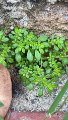 Pilea microphylla