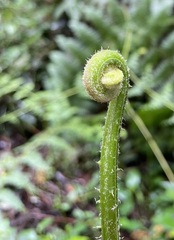 Macrothelypteris torresiana