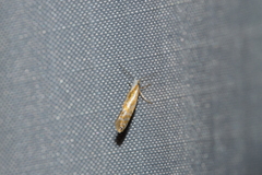 Argyresthia canadensis