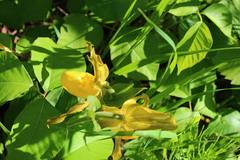 Cypripedium parviflorum pubescens