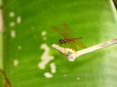 Perithemis tenera
