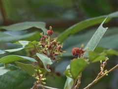 Mallotus philippensis