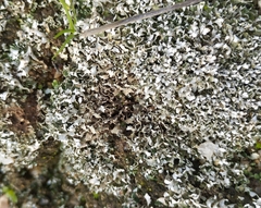 Cladonia foliacea