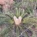 Encephalartos lanatus - Photo (c) michelle_be_curious, algunos derechos reservados (CC BY-NC)