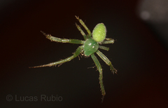 Araneus uniformis