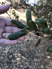 Quercus agrifolia oxyadenia
