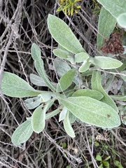 Pseudognaphalium microcephalum