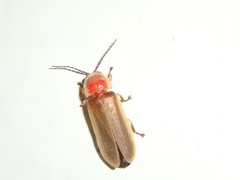 Lampyridae