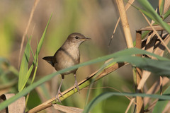Locustella luscinioides
