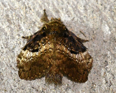 Euglyphis lepta