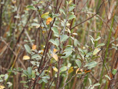 Salix repens argentea