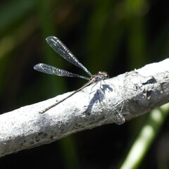 Miniargiolestes minimus