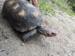 Chelonoidis carbonarius