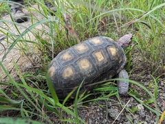 Chelonoidis carbonarius
