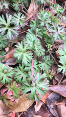 Geranium dissectum
