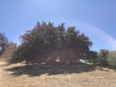 Quercus agrifolia oxyadenia