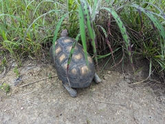 Chelonoidis carbonarius