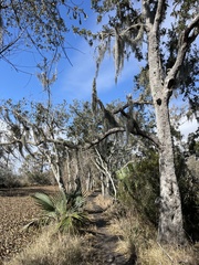Quercus virginiana