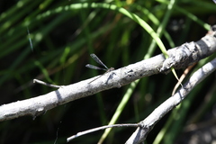 Miniargiolestes minimus