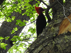 Campephilus magellanicus