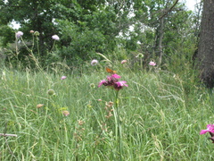 Dianthus andrzejowskianus