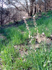 Thysanocarpus curvipes
