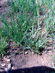 Boechera californica