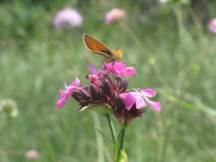 Dianthus andrzejowskianus