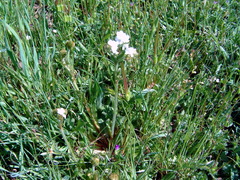 Gilia diegensis