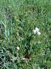 Gilia diegensis