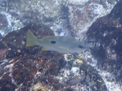 Lutjanus ehrenbergii